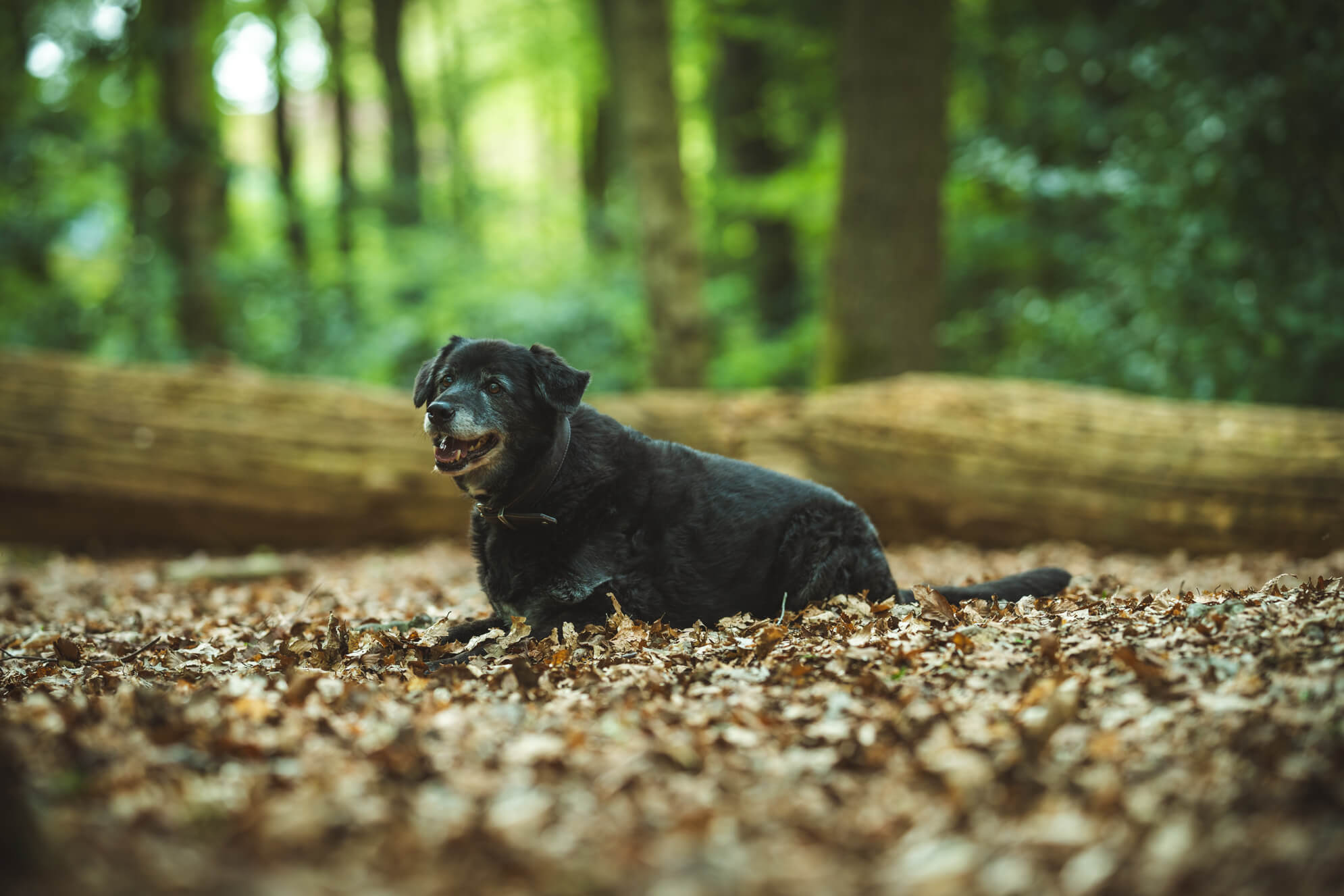 Hundefotografie Ostfriesland Aurich